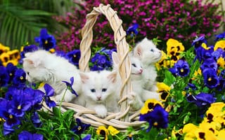 Обои цветы, котята, белые, кошки, корзина