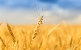 Картинка небо, пшеница, лето, природа, поле, колосья
