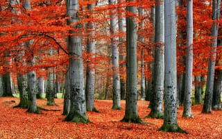 Картинка деревья, пейзаж, красные, осень, лес, листья