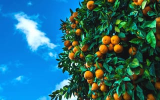 Картинка небо, плоды, цитрусы, дерево, мандарины, фрукты