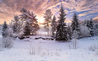 Обои деревья, природа, зима, снег, лес