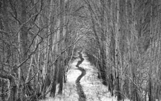 Картинка дорога, деревья, снег, аллея, чёрно-белое, тропинка, robin de blanche, зима