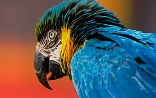 Картинка перья, клюв, попугай, сине-жёлтый ара, голова, птица, ара