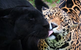Картинка леопард, дружба, пантера