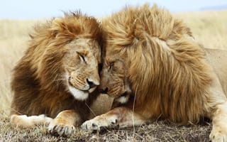 Картинка природа, львы, дружба, хищники