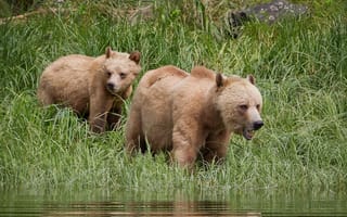 Картинка природа, grizzly bear, гризли, медведи, лето