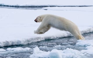 Картинка медведь, прыжок, белый, лёд