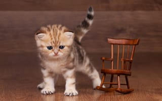 Картинка кошка, пол, кресло-качалка, ламинат, игрушка, котенок, полосатый, маленький