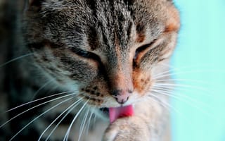 Картинка кот, усы, мордочка, моется, язык, лапа, кошка