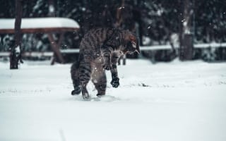 Картинка снег, кот, зима
