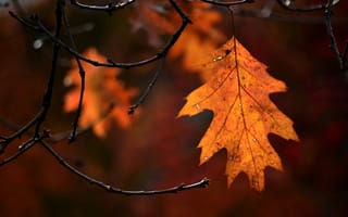 Обои природа, лист, осень