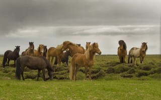 Картинка трава, лошади, поле, серые облака