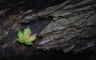 Обои природа, дерево, лист