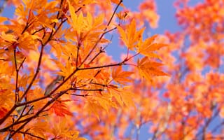 Картинка небо, листья, осень, ветки