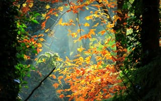Картинка природа, листья, лес, осень