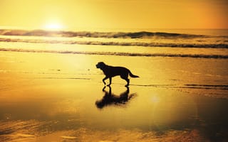 Картинка восход, собака, зеркало, тень, волны, пляж, отражение, солнечный