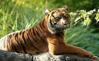 Картинка тигр, суматранский тигр, ветка, хищник, дикая кошка