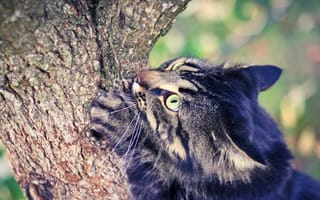Картинка глаза, дерево, лето, кот