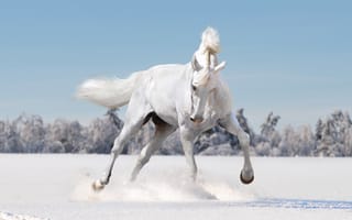 Обои лошадь, белый, снег, зима, поле, конь