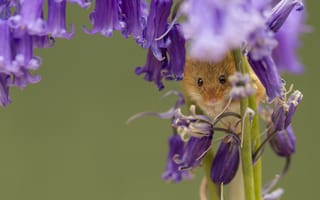 Картинка цветы, колокольчики, макро, мышка, мышь-малютка, harvest mouse