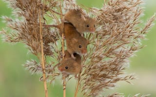 Обои мыши, harvest mouse, трио, мышь-малютка, камыш, троица