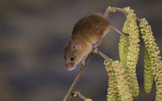 Обои ветка, мышка, сережки, harvest mouse, мышь-малютка