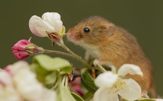 Картинка макро, мышь-малютка, harvest mouse, цветок, мышка