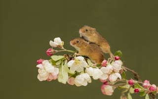 Обои ветка, мышки, мышь-малютка, цветки, парочка, harvest mouse