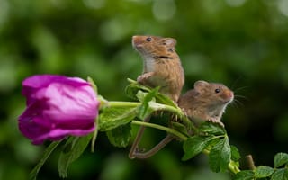 Обои цветок, мышь-малютка, harvest mouse, парочка, мышки