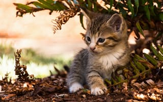Картинка котёнок, листья, животное, природа