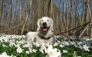 Картинка Весна, цветы, Собака