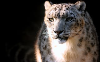 Обои Ирбис, пятна, snow leopard, снежный барс, хищник