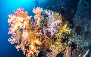 Картинка подводный мир, кораллы, Аквалангист