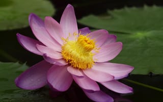 Картинка цветок, Кувшинка, водяная лилия, пруд