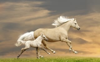 Картинка жеребёнок, бег, кони, бежит, лошадь
