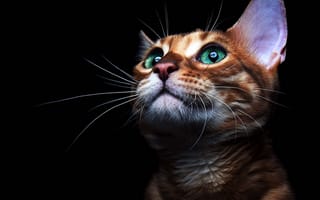 Картинка кот, темный, рыжий