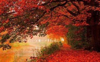 Картинка leaves, tree, autumn, river, water