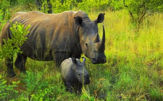 Картинка Африканские животные, фото-зарисовки натуралиста, Мать и дитя, носороги, африка