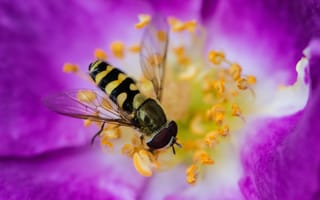 Картинка краски, цветок, тычинки, пчела, насекомое
