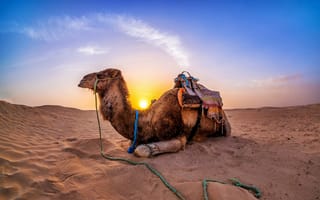 Картинка sand, desert, camel