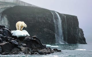 Картинка скалы, снег, белый медведь
