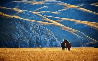 Картинка синие горы, лошади на пастбище, желтое поле