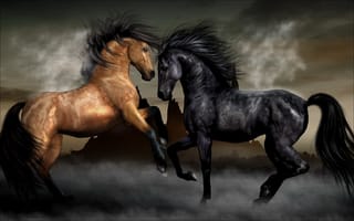 Картинка лошади, сила, грация, конь, красота