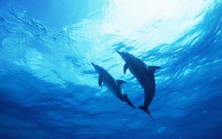 Картинка Дельфин, Вода, дельфины, подводный мир, морской мир