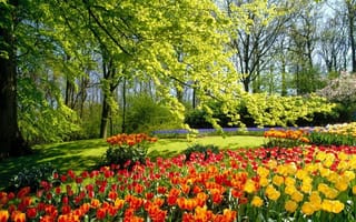 Картинка Весна, красиво, цветы