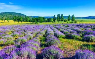 Картинка trees, field, lavender