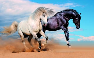 Картинка пыль, кони, бег, Облака, лошади, чёрный