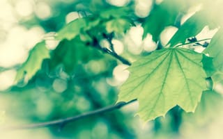 Картинка Весна, ванилька, листва, зеленая