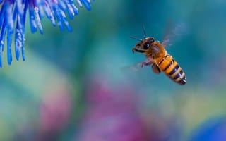 Картинка пчела, красота