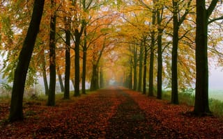Обои autumn, colors, walk, leaves, park, trees, Road, fall, forest, path, colorful